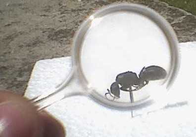 formica