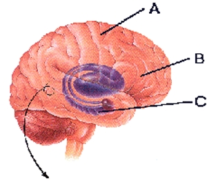Cervello4