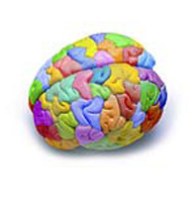 Cervello