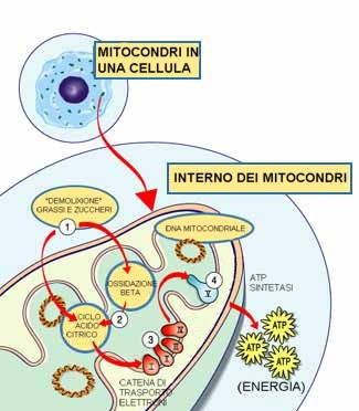 Mitocondri
