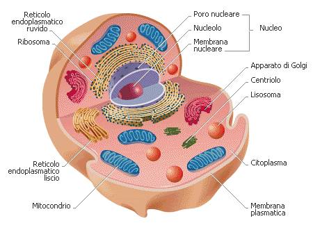 Mitocondrio topo