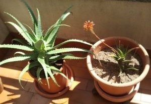 Aloe Arborescens e xDelaetii