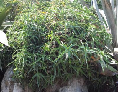 Cespuglio Aloe Arborescens