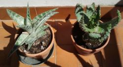 Aloe Variegata e Aculeata