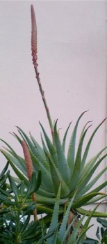 Aloe fiorita