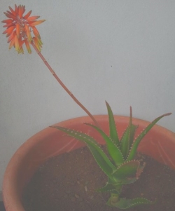 Aloe xDelaetii